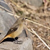 野鳥練習