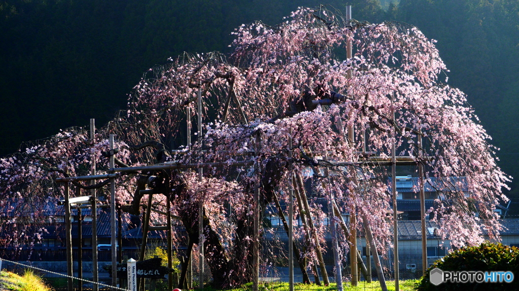 枝垂れた桜