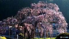 枝垂れた桜