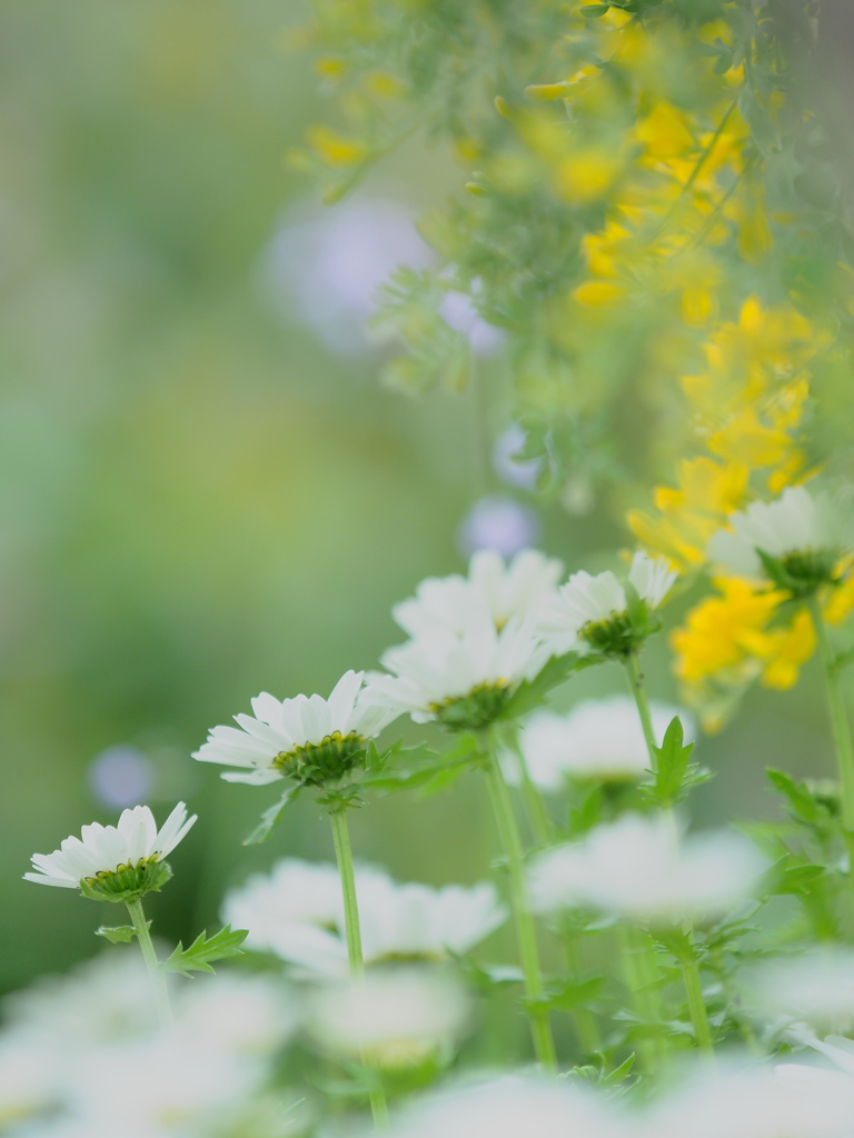 春の花
