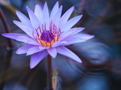 睡蓮の花
