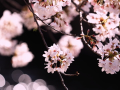 川面の輝きと桜