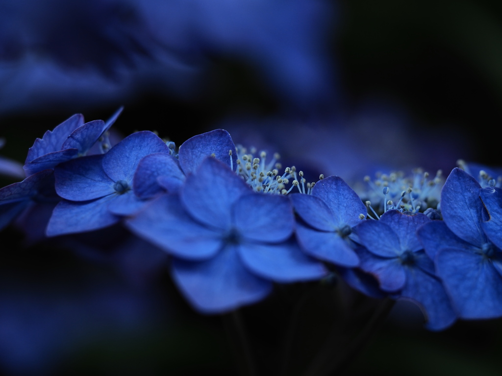 藍色の紫陽花