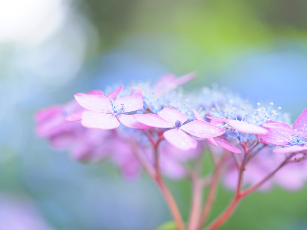 紫陽花パステル