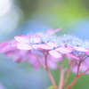 紫陽花パステル