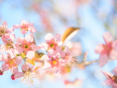 ヒマラヤ桜