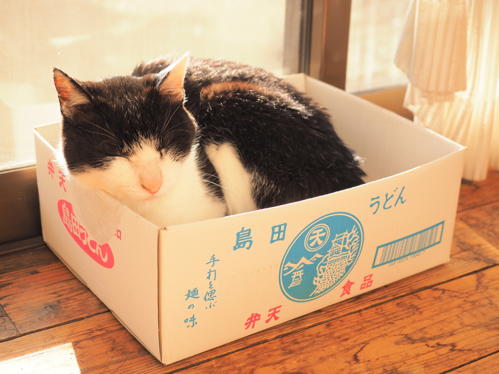 縁側猫