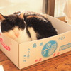 縁側猫
