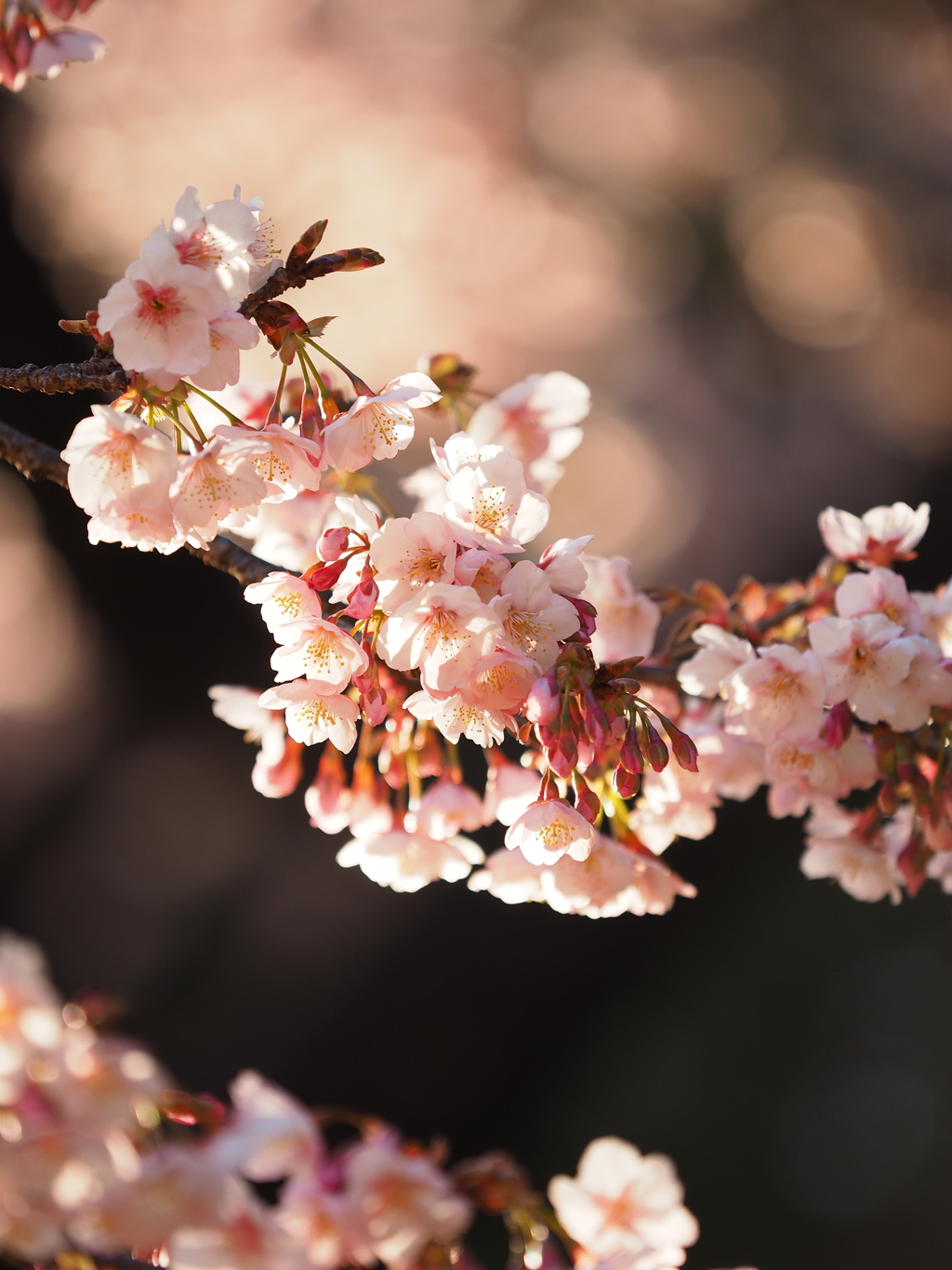 寒桜