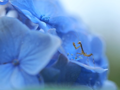 カマキリ坊や