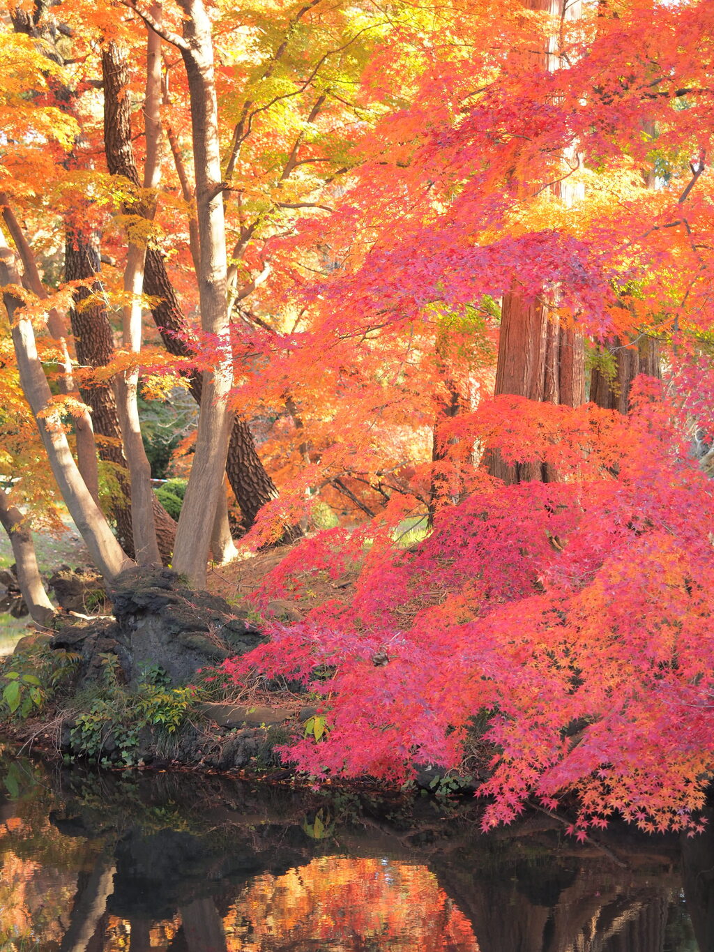 新宿御苑の紅葉