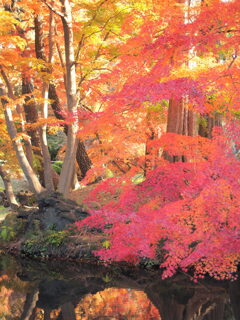 新宿御苑の紅葉
