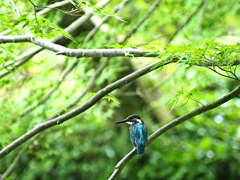 夏のカワセミ