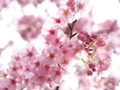 花開くとき