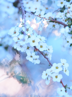 雪の花