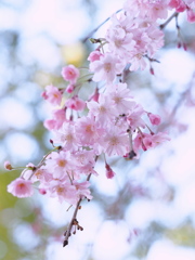 垂れ桜