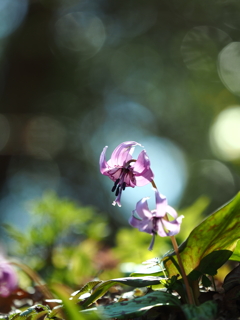 カタクリの花