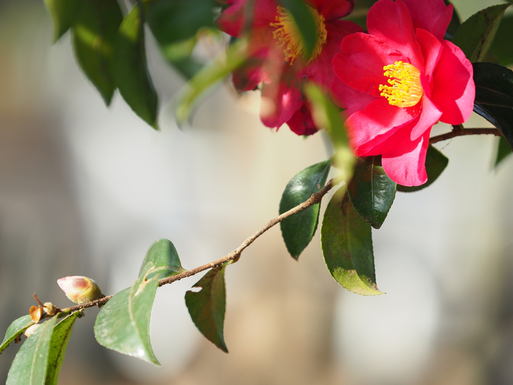 山茶花