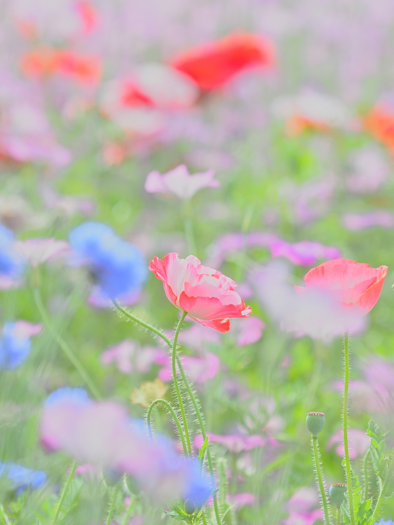 花畑の主役