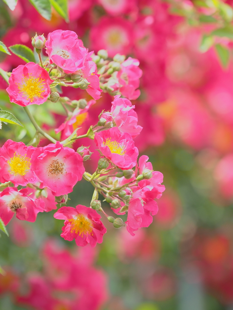 薔薇の香り