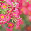 薔薇の香り