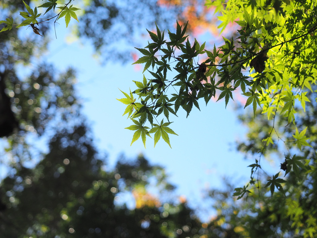 青紅葉