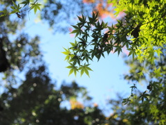青紅葉