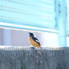 都会に生きる