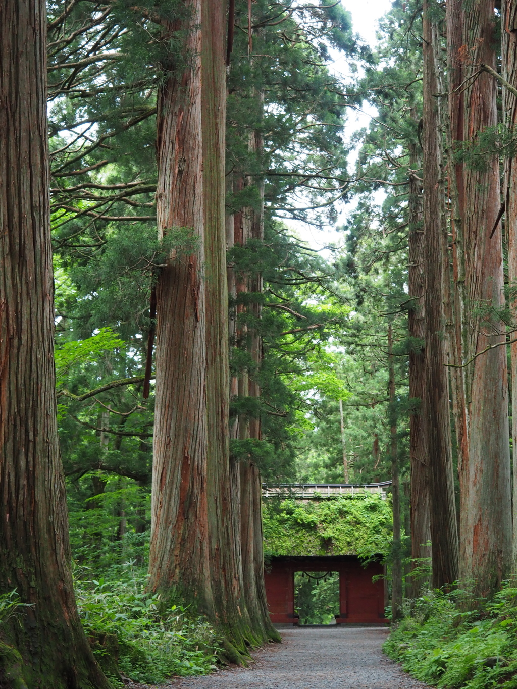 戸隠神社奥社へ