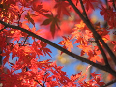 紅葉と青空