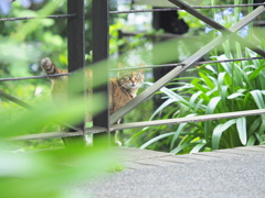 野良ちゃん