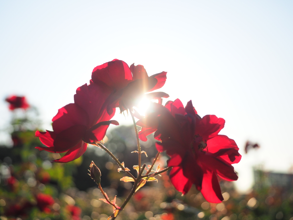 夕日と薔薇