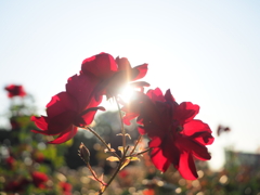 夕日と薔薇
