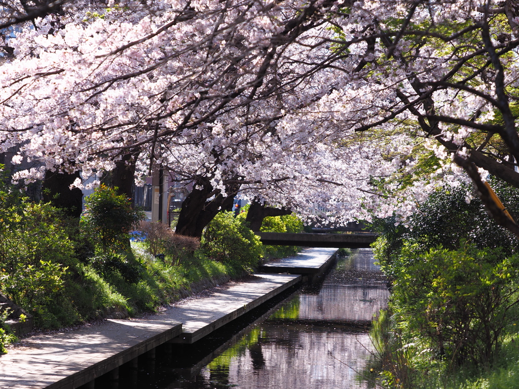 春の小川