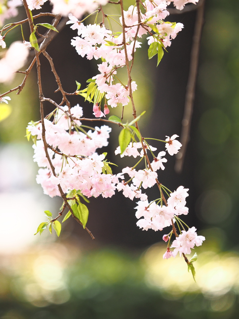 枝垂れ桜