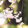 枝垂れ桜