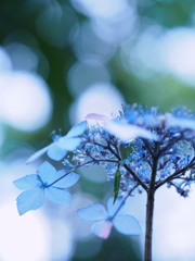 紫陽花の花