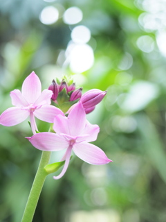 温室の花