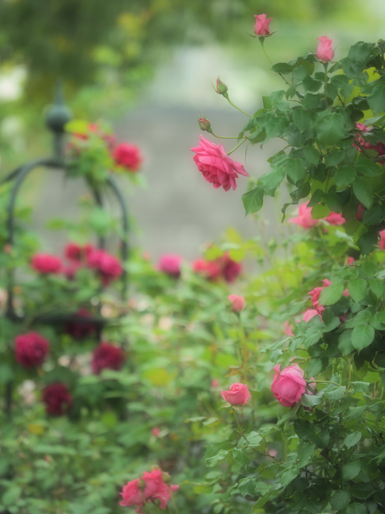 薔薇の園