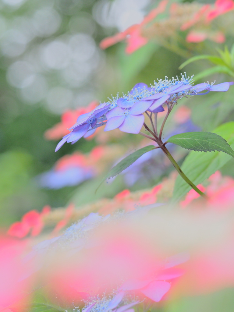 梅雨を彩る