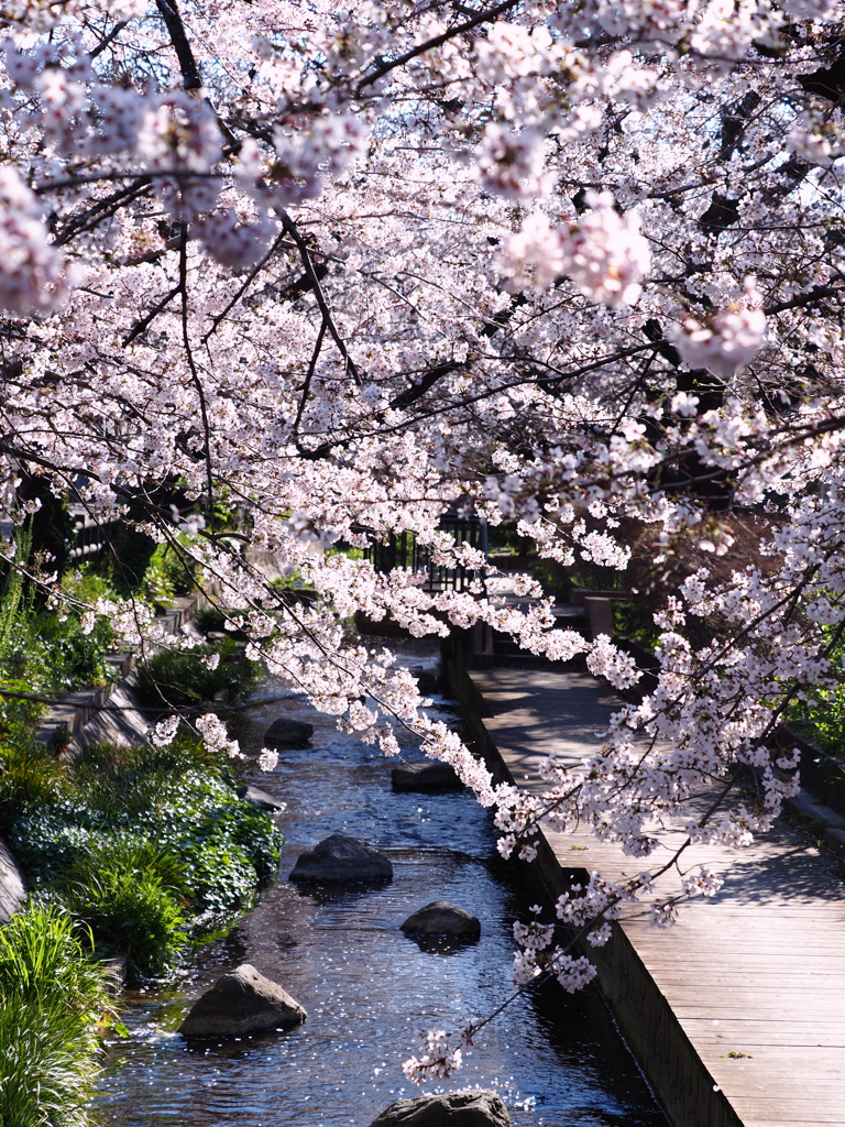 春の小川3