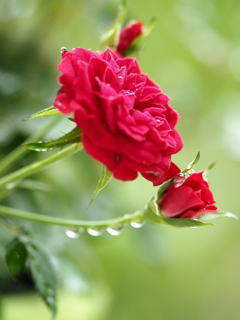 薔薇と滴