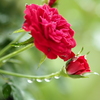 薔薇と滴