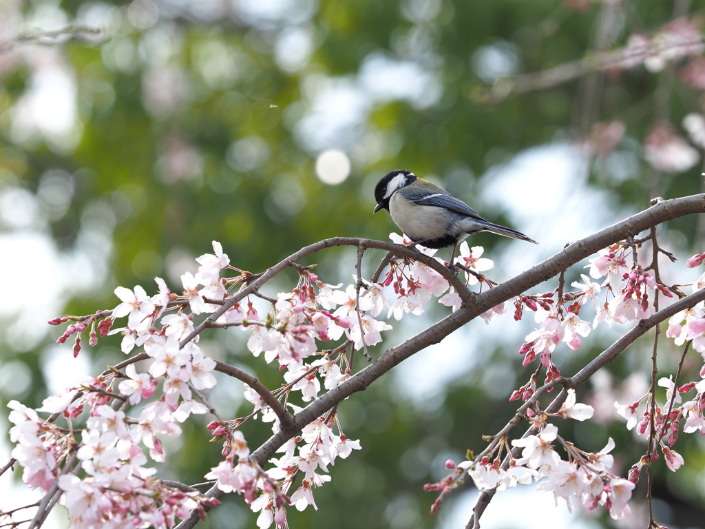 枝垂れ桜と四十雀