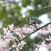 枝垂れ桜と四十雀