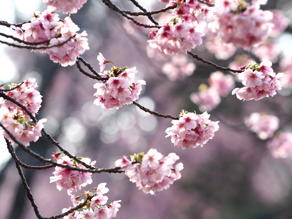 ポンポン桜