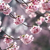 ポンポン桜