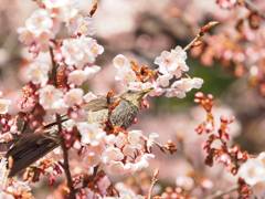 春に囲まれて