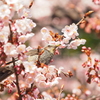 春に囲まれて