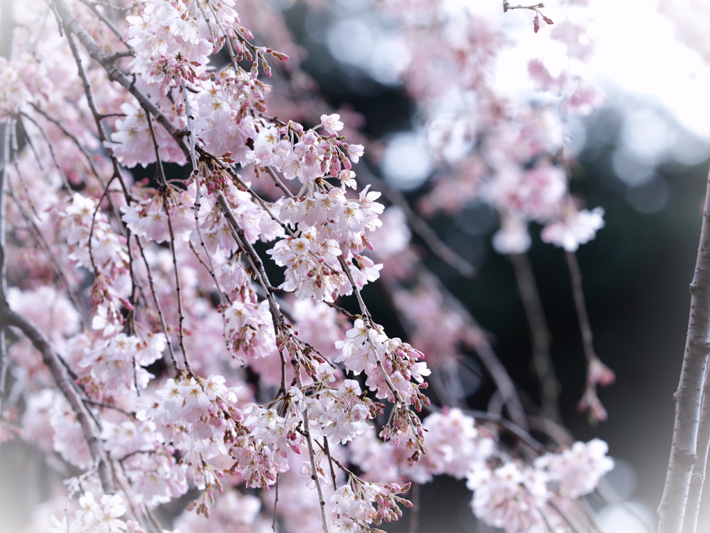 枝垂れ桜2
